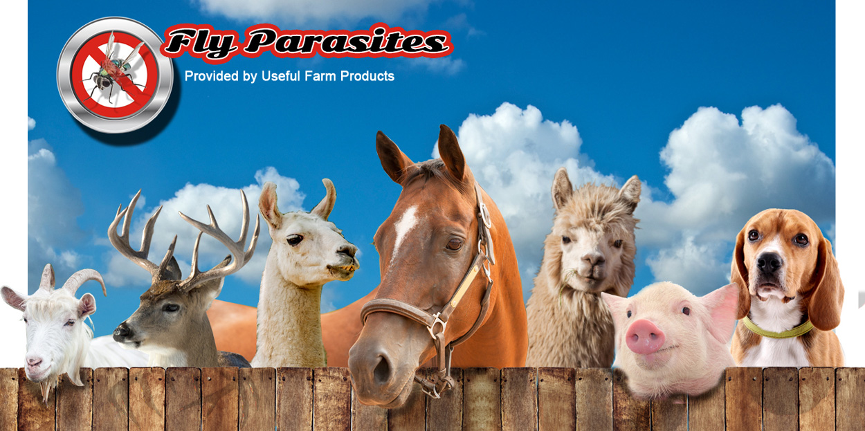 Fly Parasites Provided by Useful Farm Products