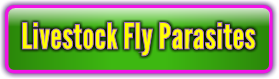 Livestock Fly Parasites